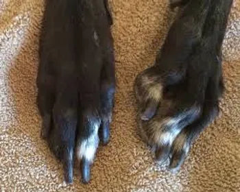 Why do Dogs Flinch When their Paws are Touched?
