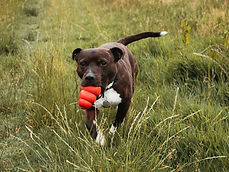 Shopping Local: Supporting Central New York Businesses for Your Pet's Needs