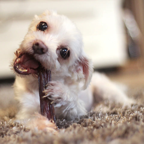 Benefits of All Natural Chews for Dogs