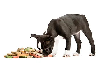 Why Does my Boston Terrier have an Underbite?