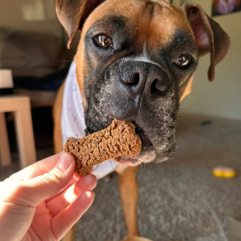 PBJ’s Peanut Butter Dog Treats