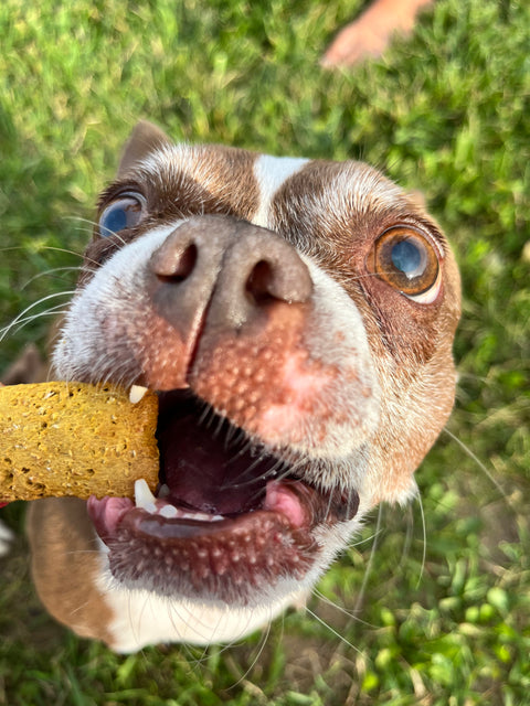 PBJ's Pumpkin Dog Treats