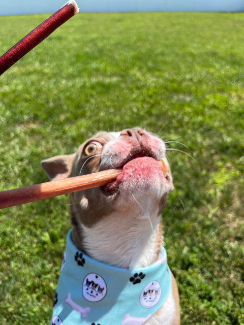 6 in Bully Stick “Pizzle”