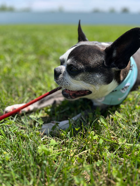 12 inch Bully Stick