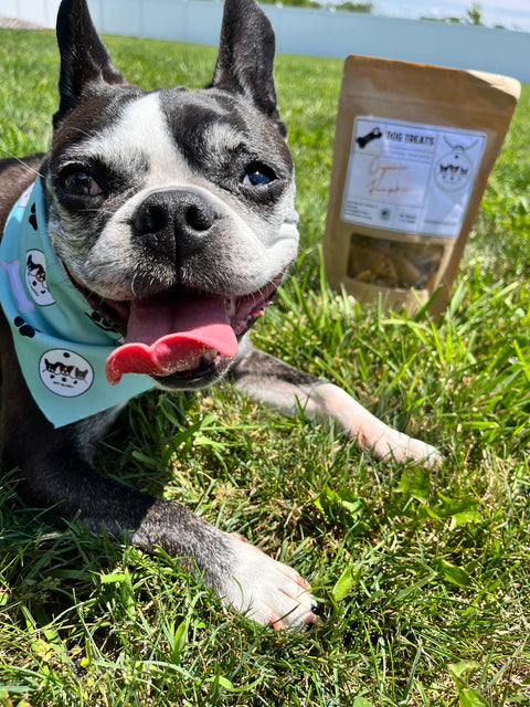 PBJ's Pumpkin Dog Treats